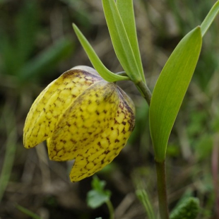 Fritillaria collina